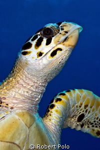Portrait of a turtle. Taken in Bonaire by Robert Polo 